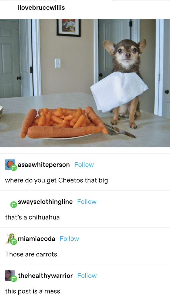 a chihuaha stands next to carrots but someone calls them cheetos and gets confused