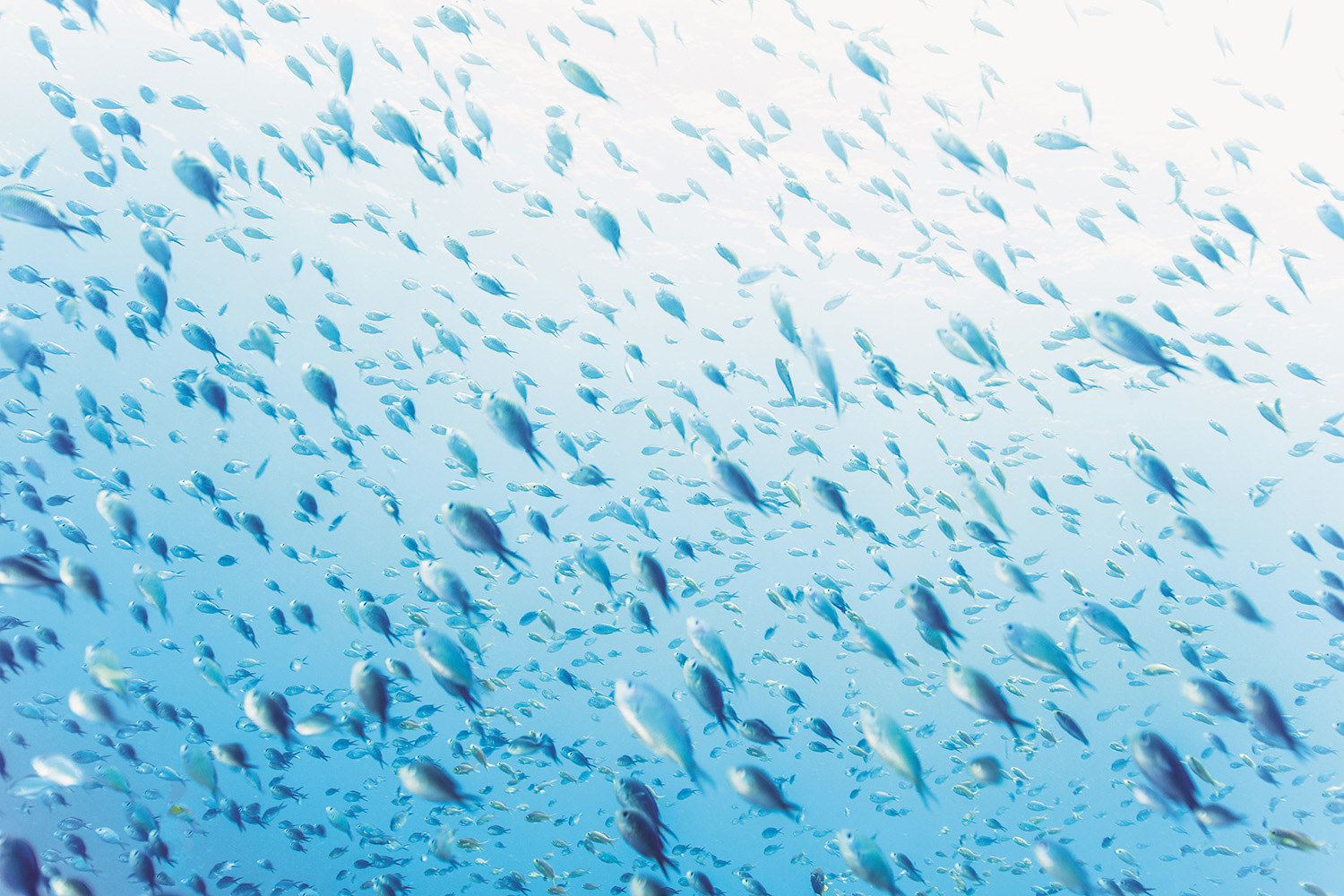 A school of blue fish