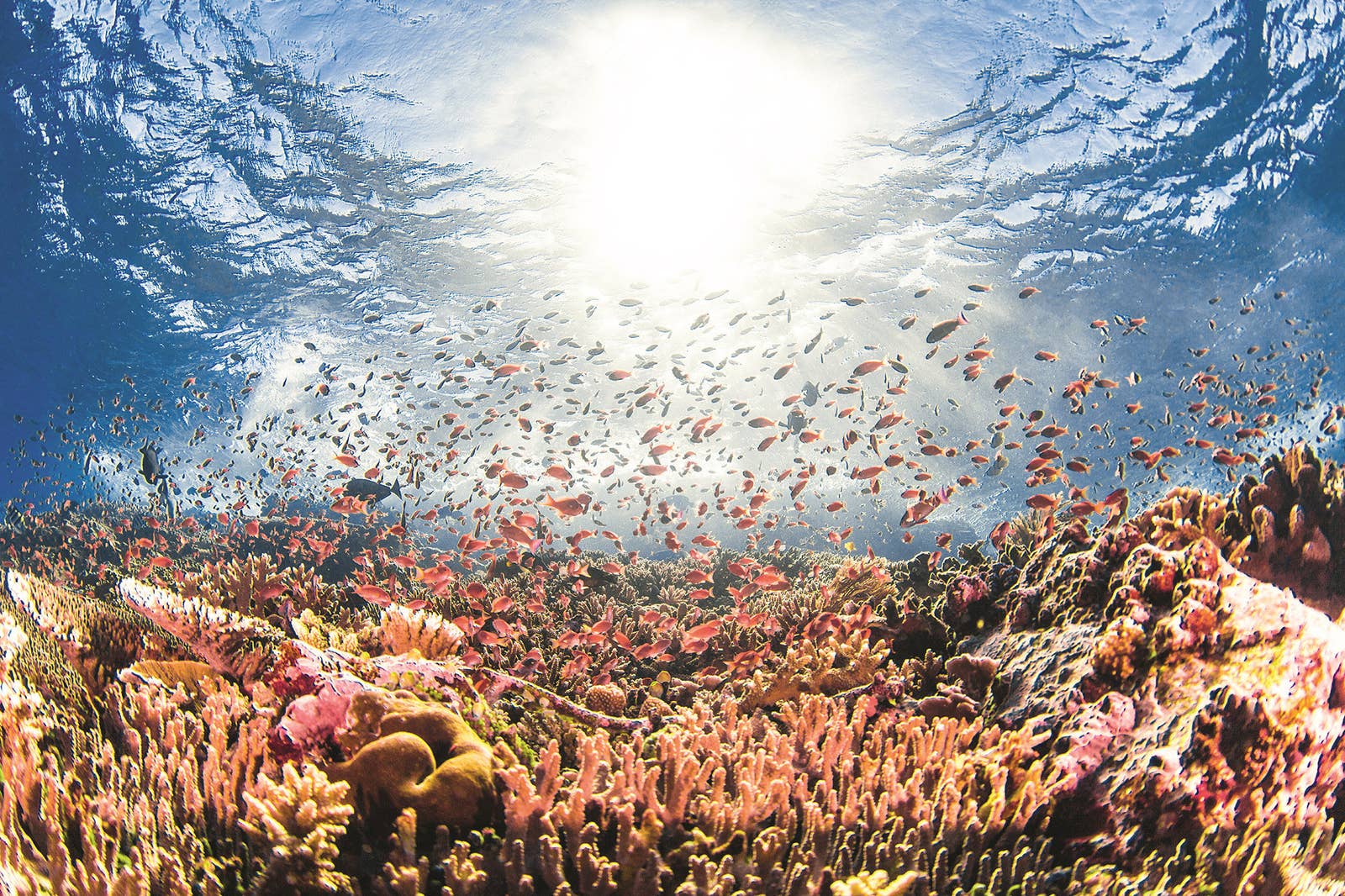 An underwater reef scene with fish and sunlight