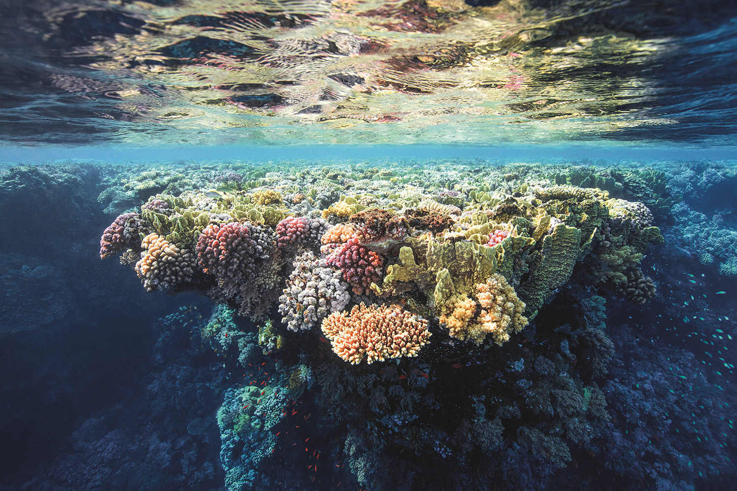 A coral reef sits just below the water&#x27;s surface, illuminated by sunlight