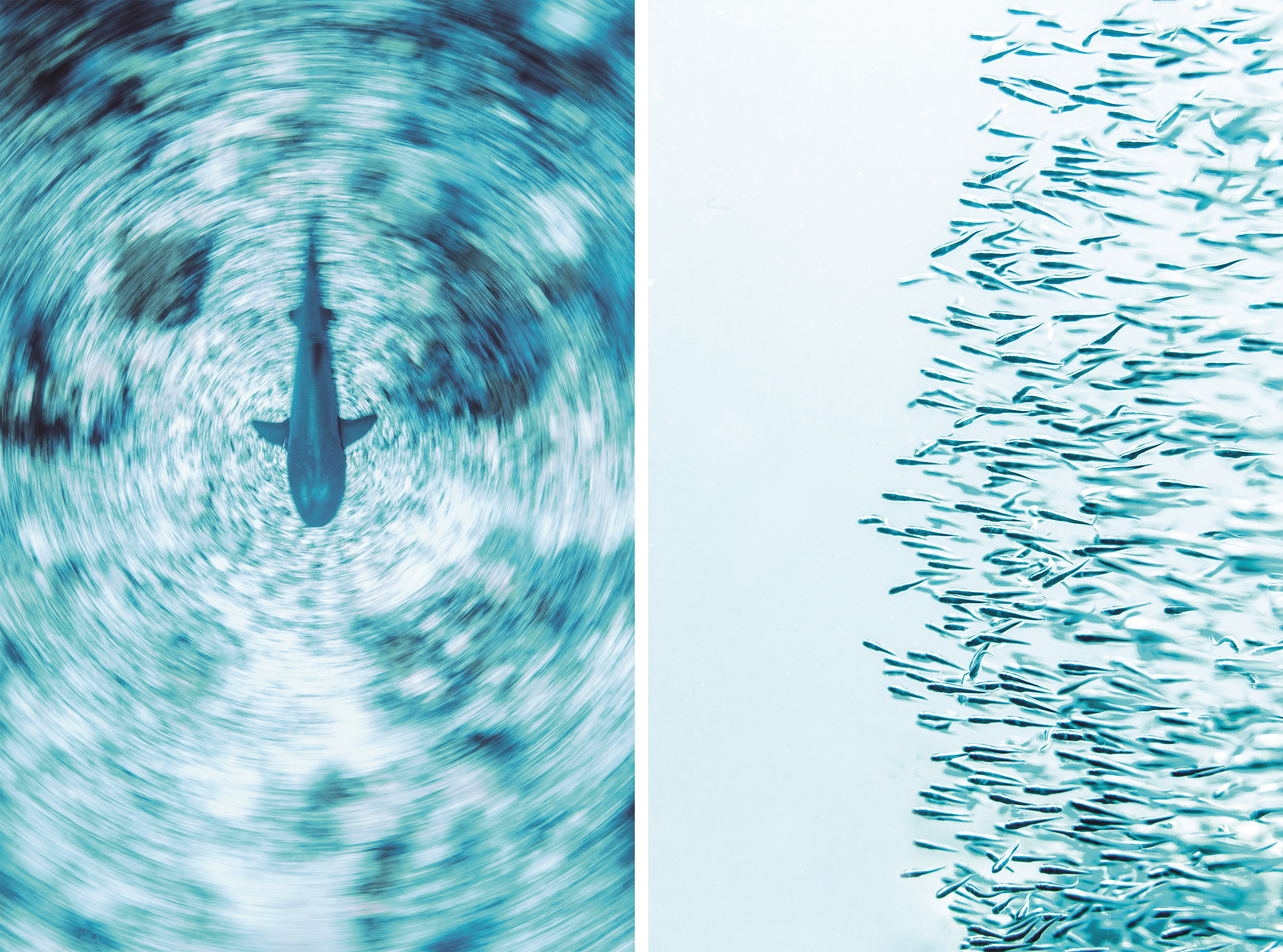 Left: a shark; right: a school of tiny fish