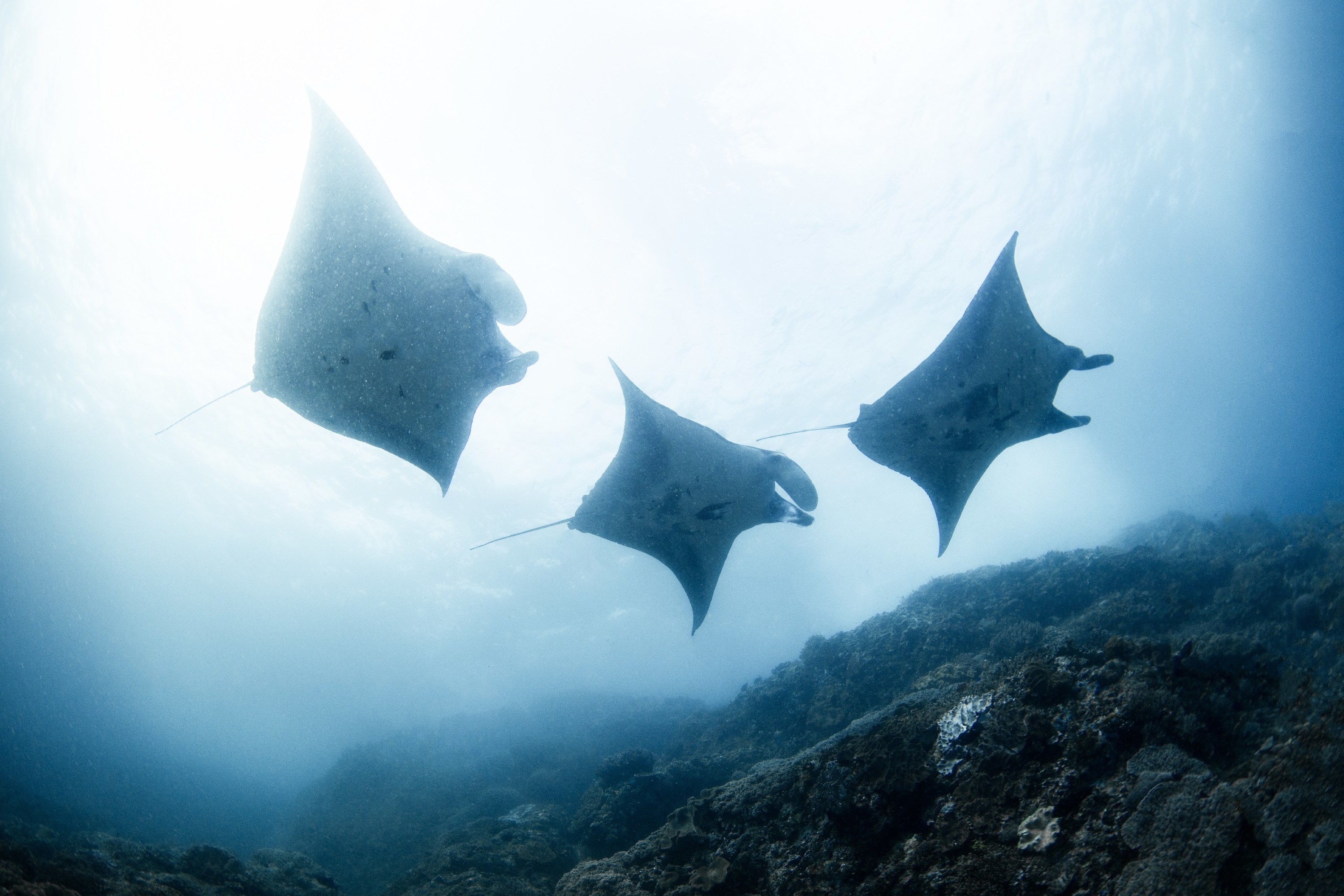 Three manta rays are silhouetted by the sunlight