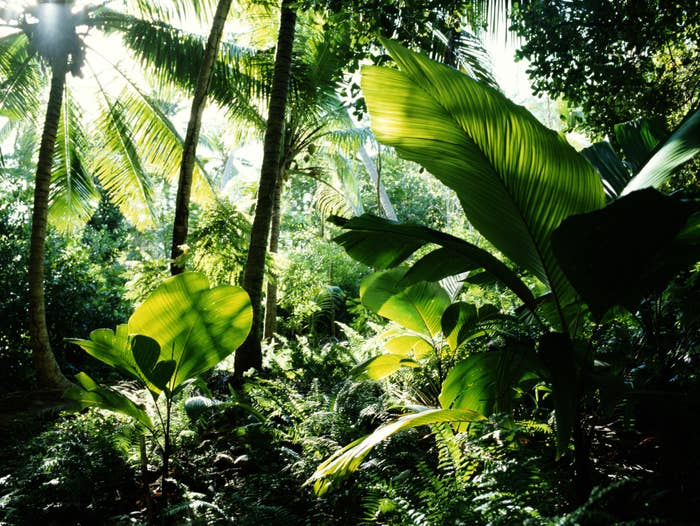 A rainforest