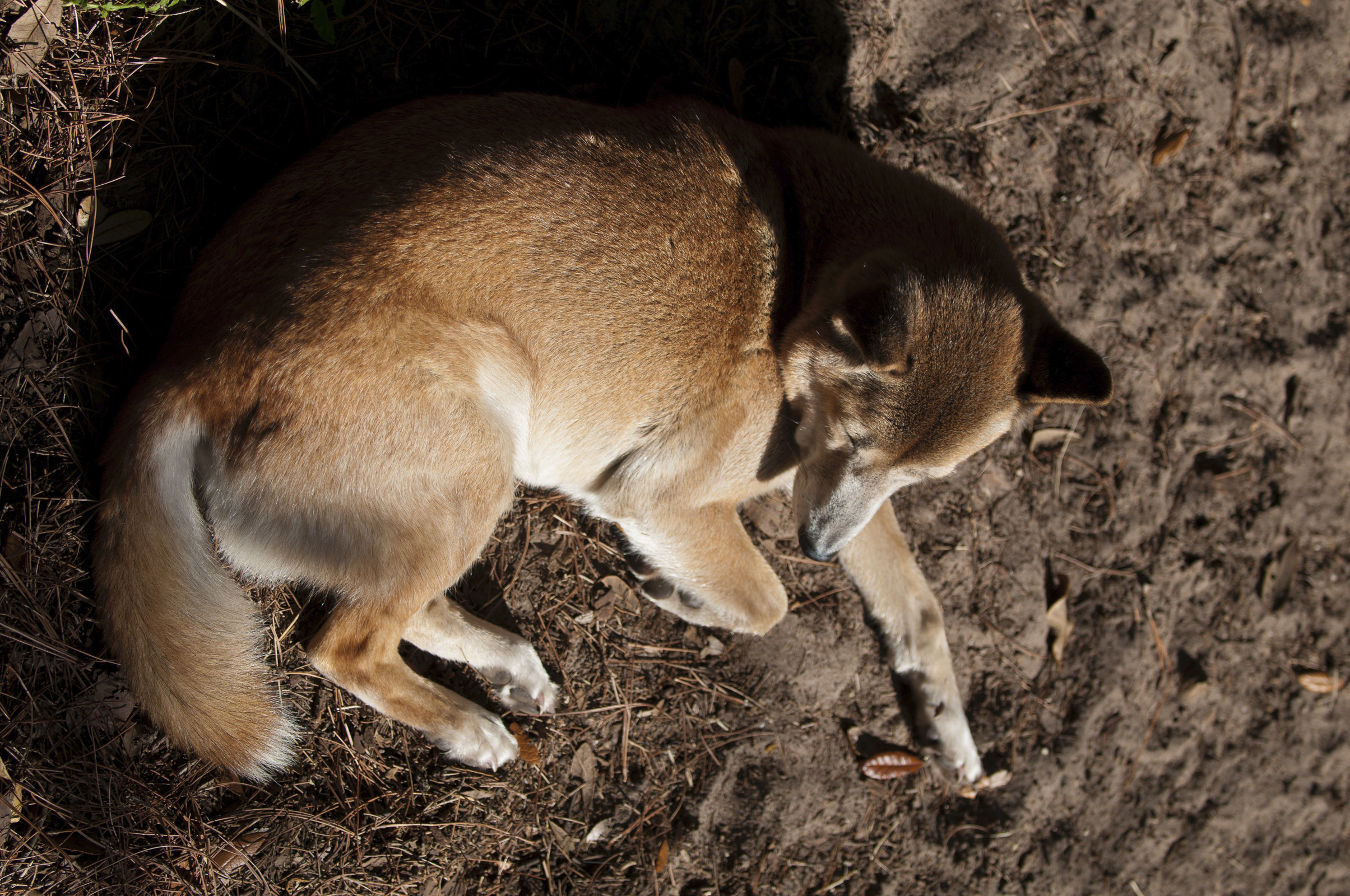 The New Guinea Singing Dog lying down