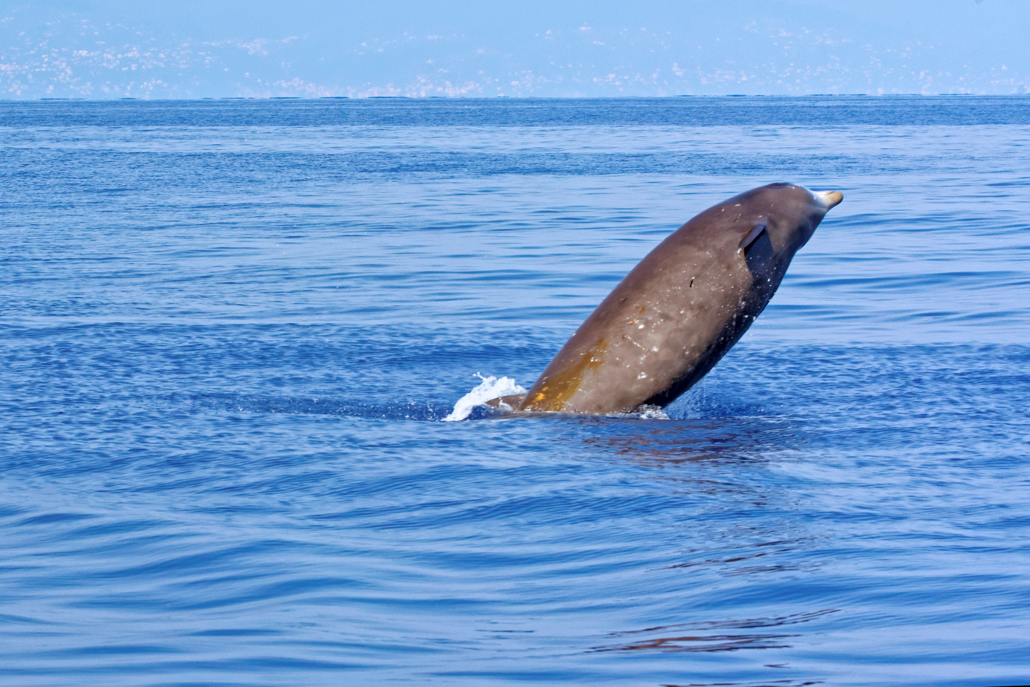 A Cuvier&#x27;s beaked whale