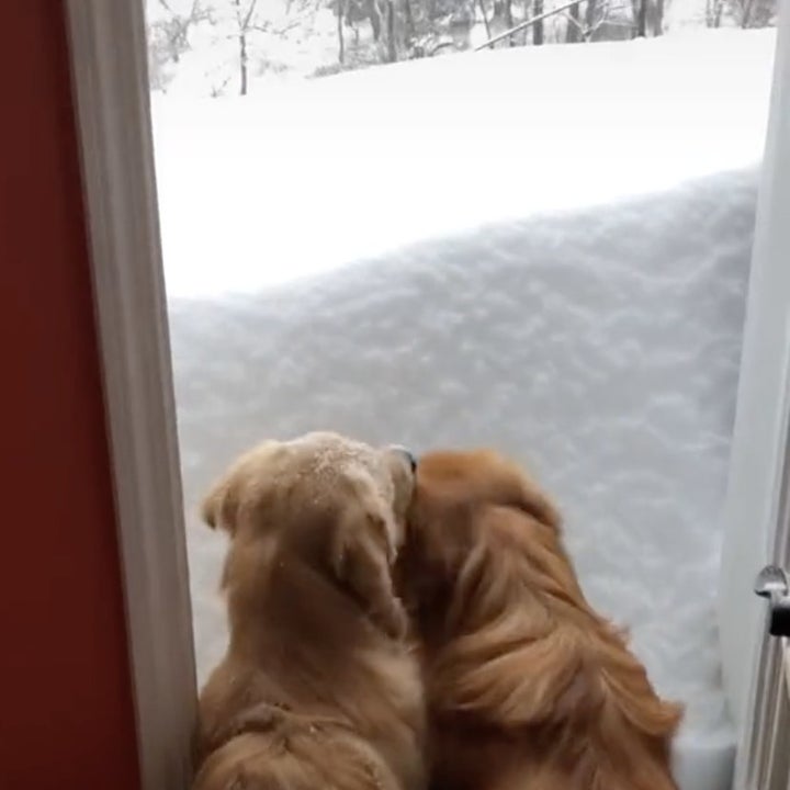 Two dogs stand by their front door which is covered in snow