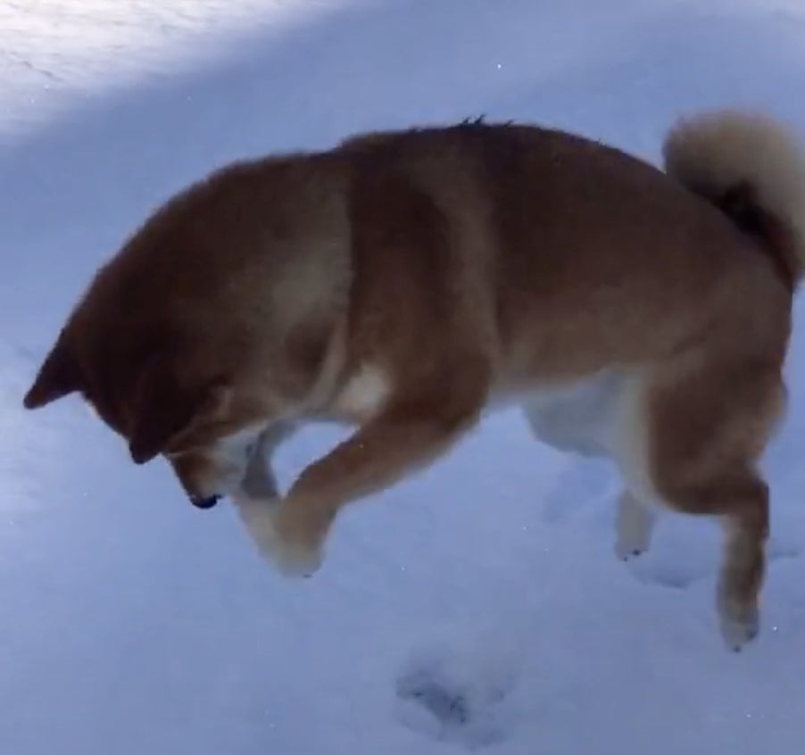 A Shiba jumps into the air in the snow