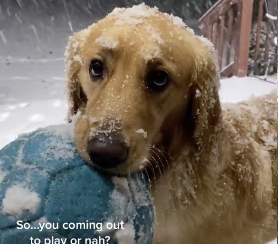 A Labrador holds his toy while standing in the snow waiting to play