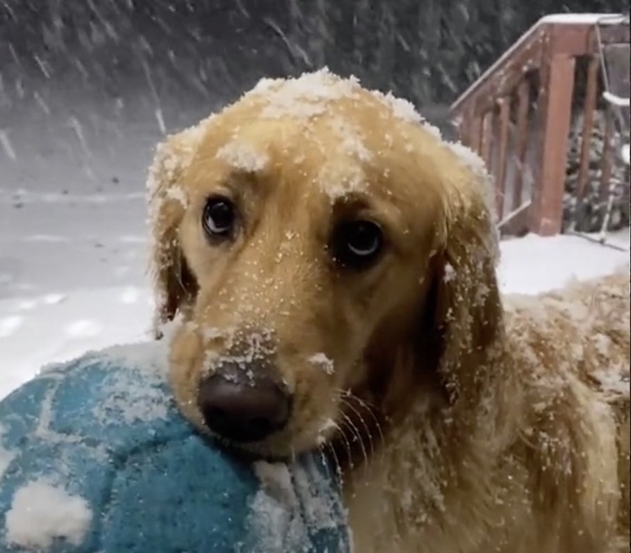 A Labrador holds his toy while standing in the snow waiting to play