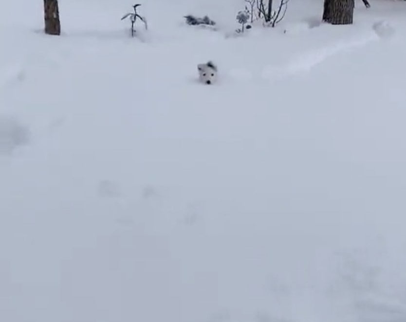 A tiny white dog&#x27;s head sticks out of the snow