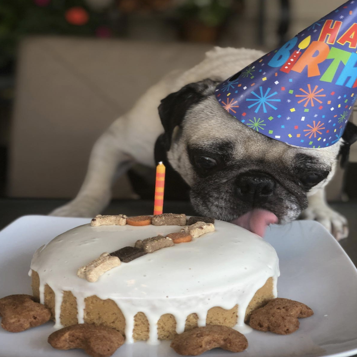 reviewer photo of pug eating birthday cake 