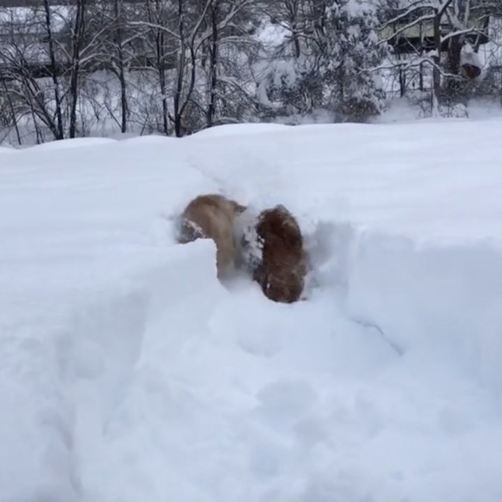 The dogs jump into the pile of snow