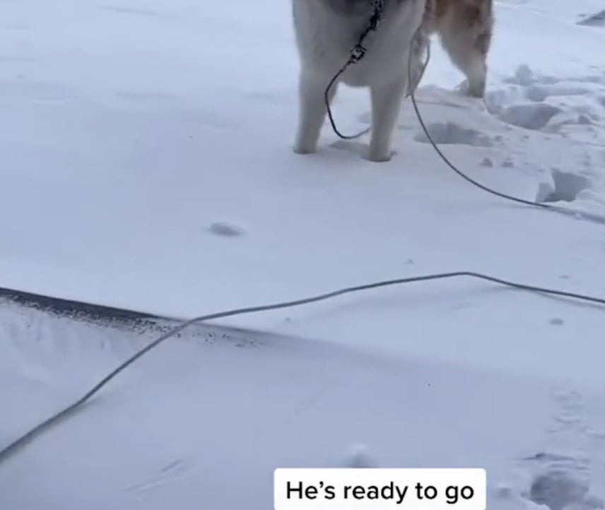 A white Husky stares at the camera 