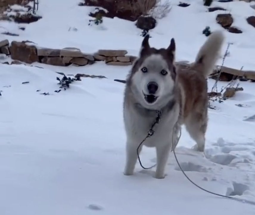 A white Husky stares at the camera 