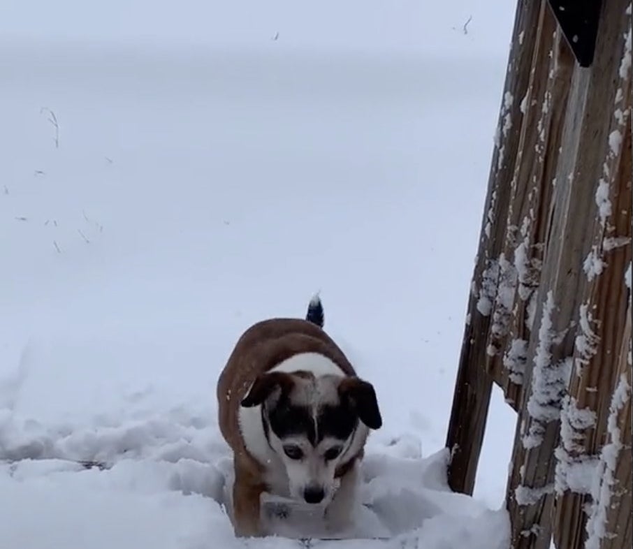 A brown and white dog heads back up a flight of stairs inside the house