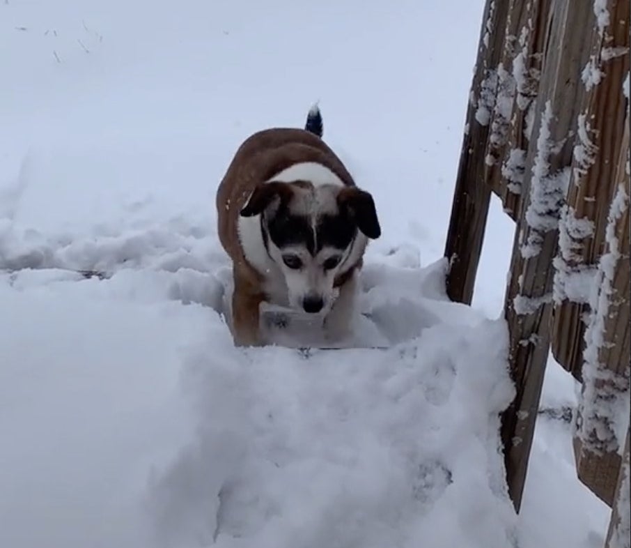 A brown and white dog heads back up a flight of stairs inside the house