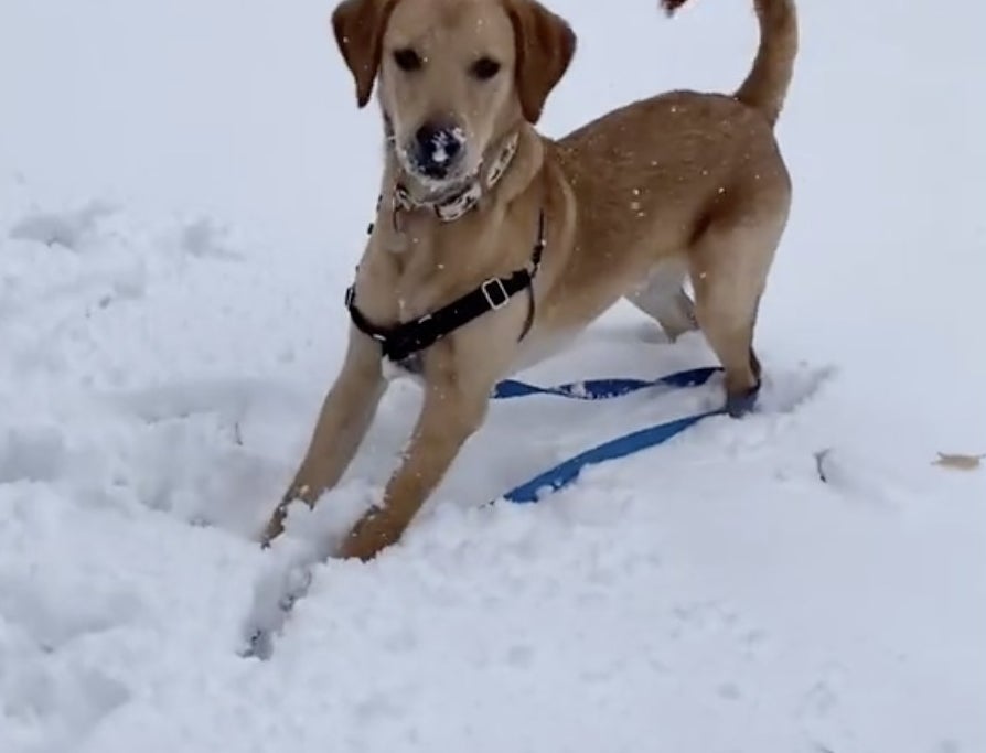 A puppy looks playful in the sow