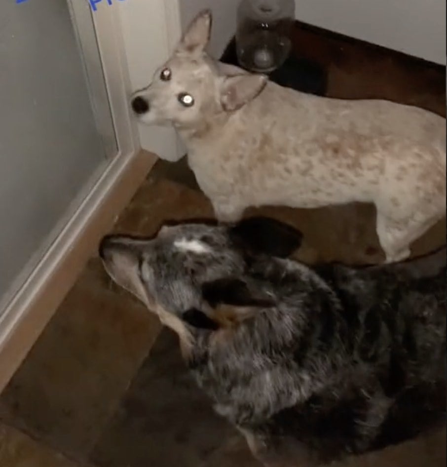 Two small dogs look out their front door at all the snow outside