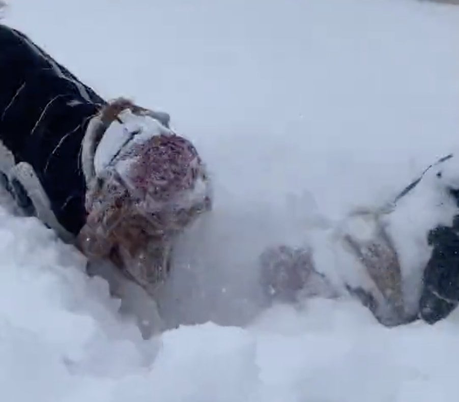 Two dogs wearing knitted hats dig in the snow