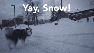 A gif of a dog in the snow that says Yay Snow