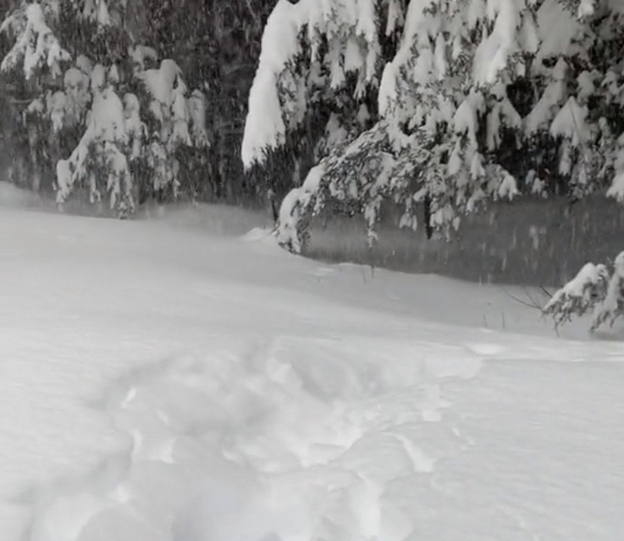 A dog is completely hidden by snow