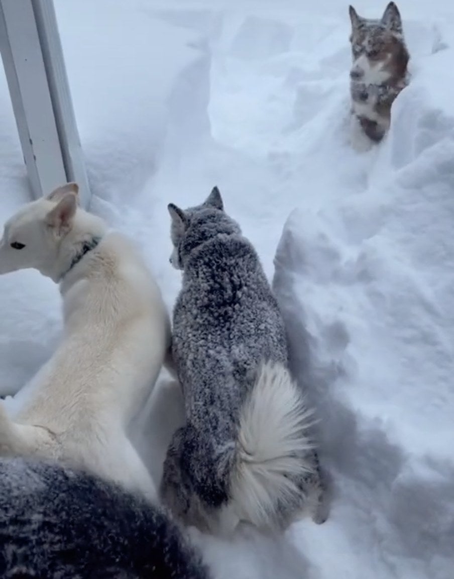 A group of Huskies chill in the snow