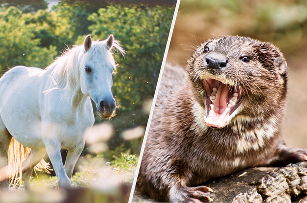 Find Out What Animal Your Personality Is Most Like