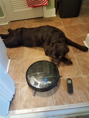 Reviewer's black robot vacuum cleans around a chocolate Lab 
