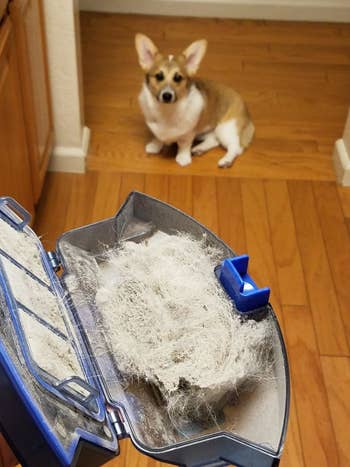Reviewer's Corgie watches them open the robot vacuum compartment, which is filled with fur and debris