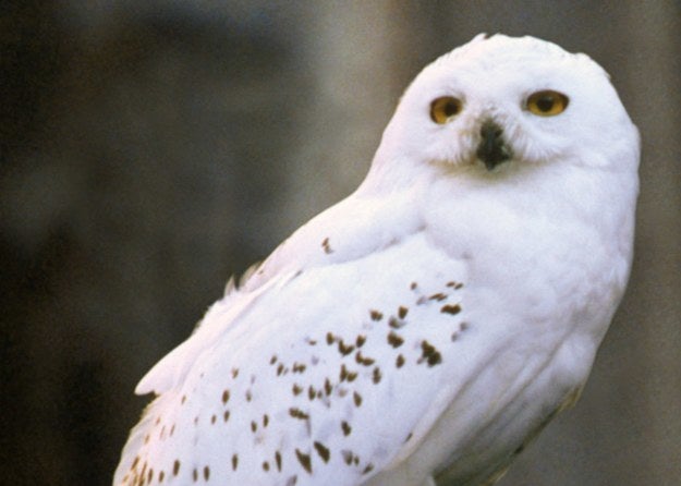 21 sexy desserts that deserve your love this valentine's day Harry Potter Magical Creatures Checklist