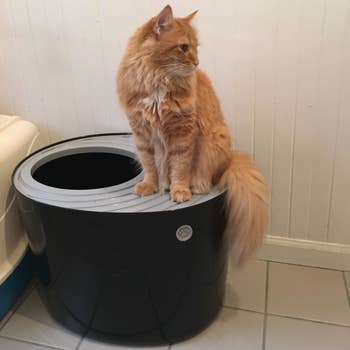 Reviewer's cat sitting on the lid of the litter box
