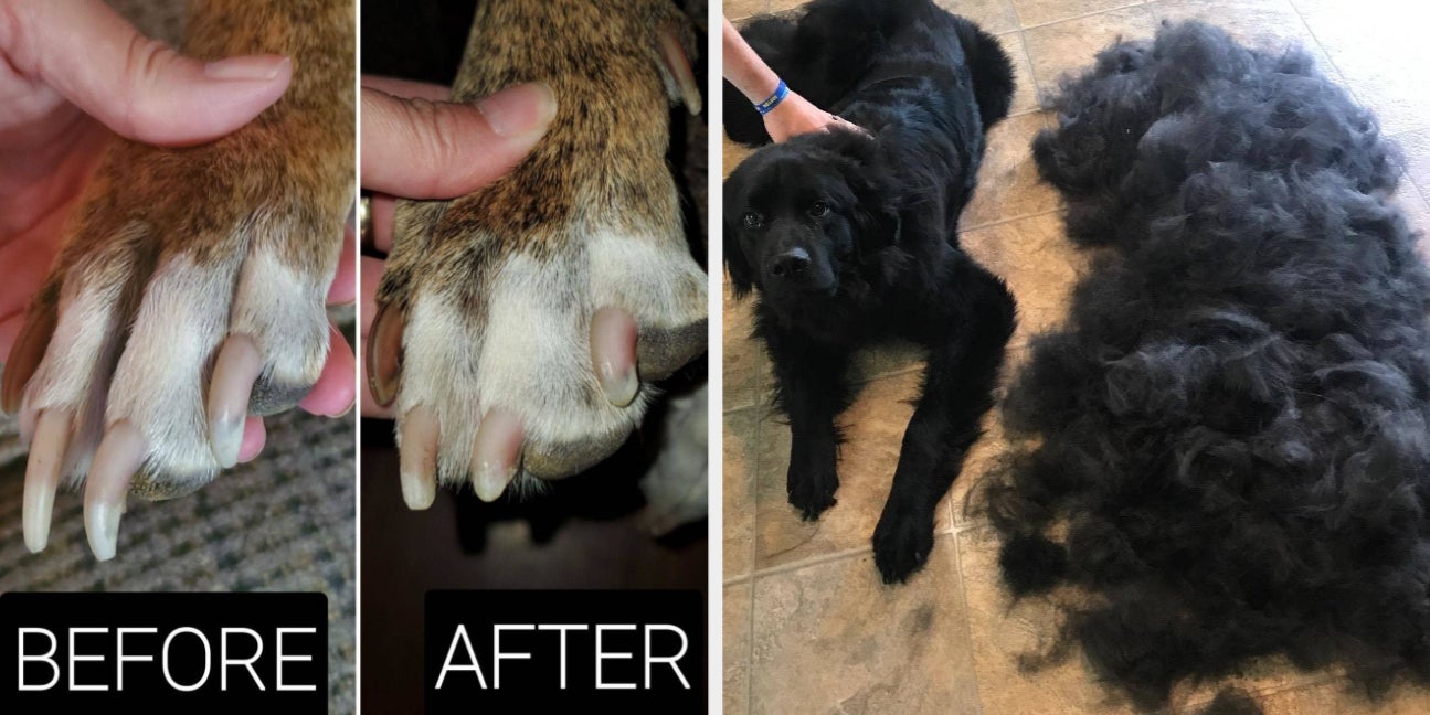 How Do I Remove Stains From My Dogs Paws