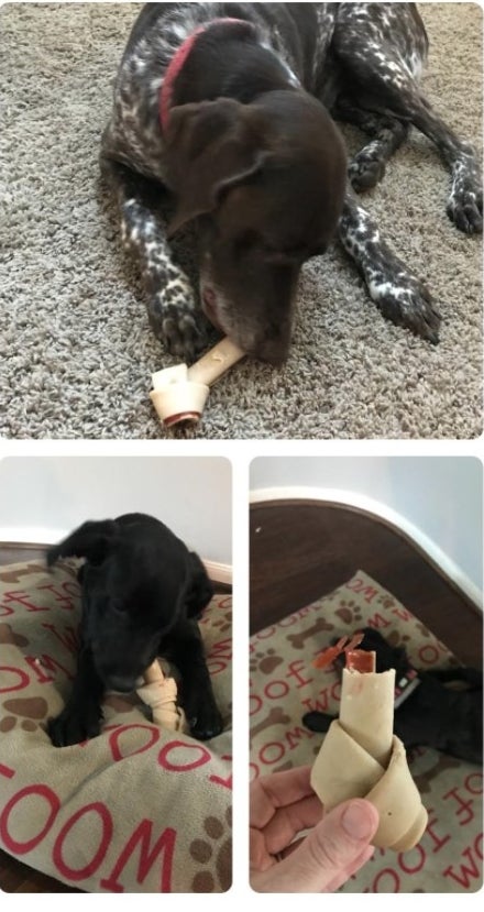 A reviewer's dog enjoying a chew bone