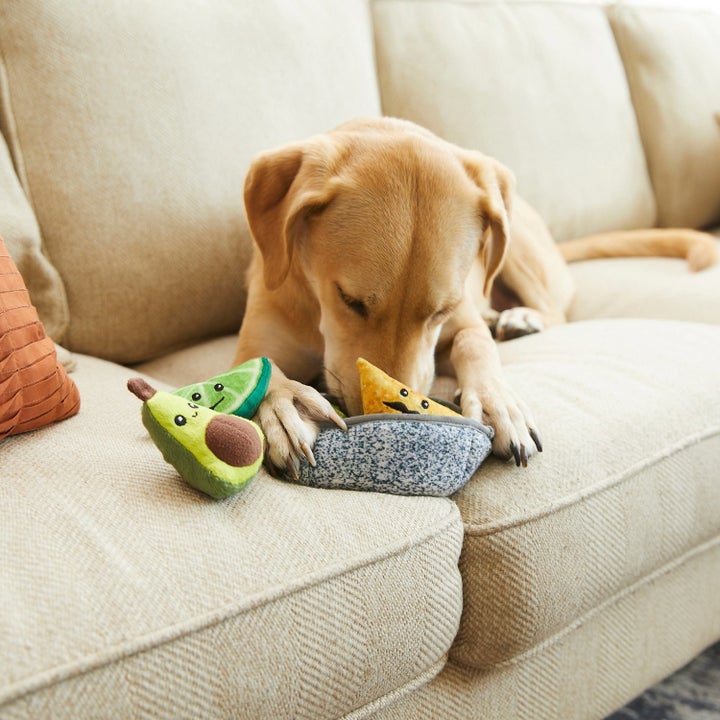 a dog playing with the toy