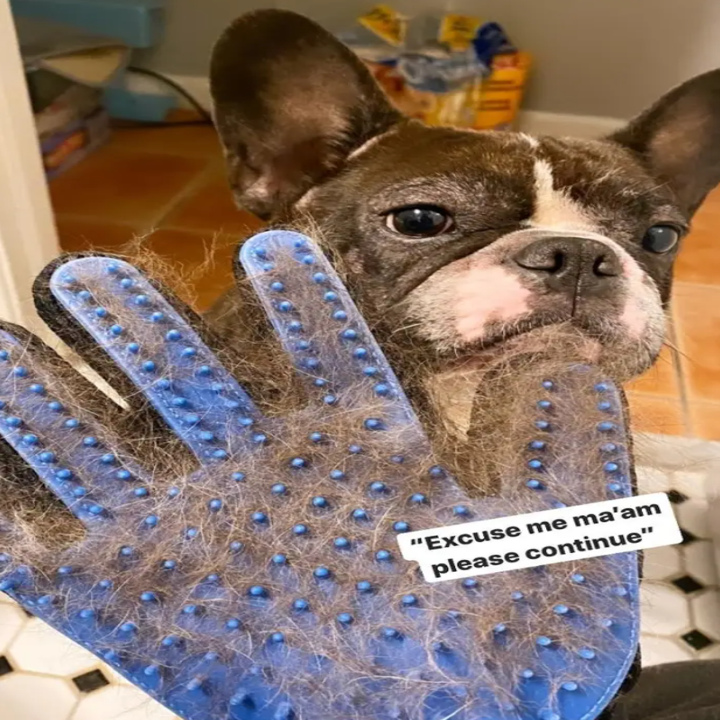 The grooming glove with silicone nodules, full of hair held in front of a French bulldog