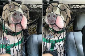 A Pit Bull trying to escape the nets keeping them from jumping in the front seat of a car