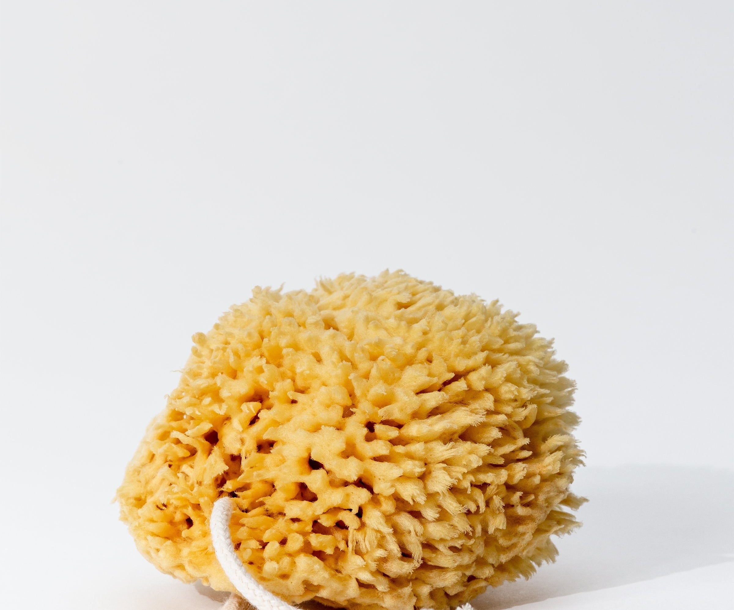 The natural sea sponge which has a rope so it can be hung to dry