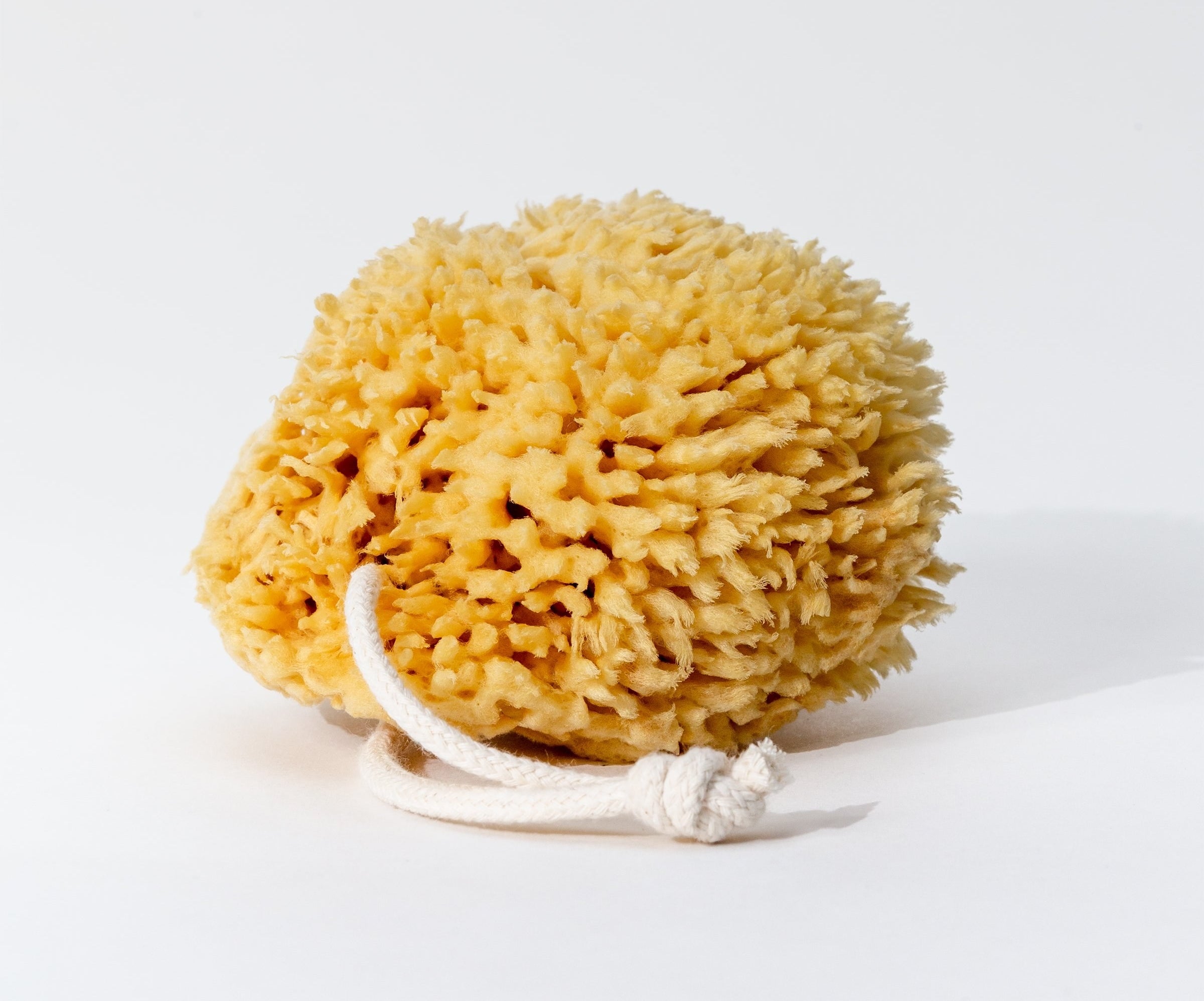 The natural sea sponge which has a rope so it can be hung to dry