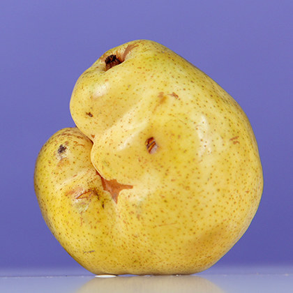 A deformed pear relative to the classically shaped fruit