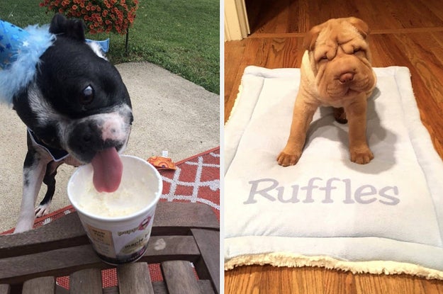 dog ice cream and blanket