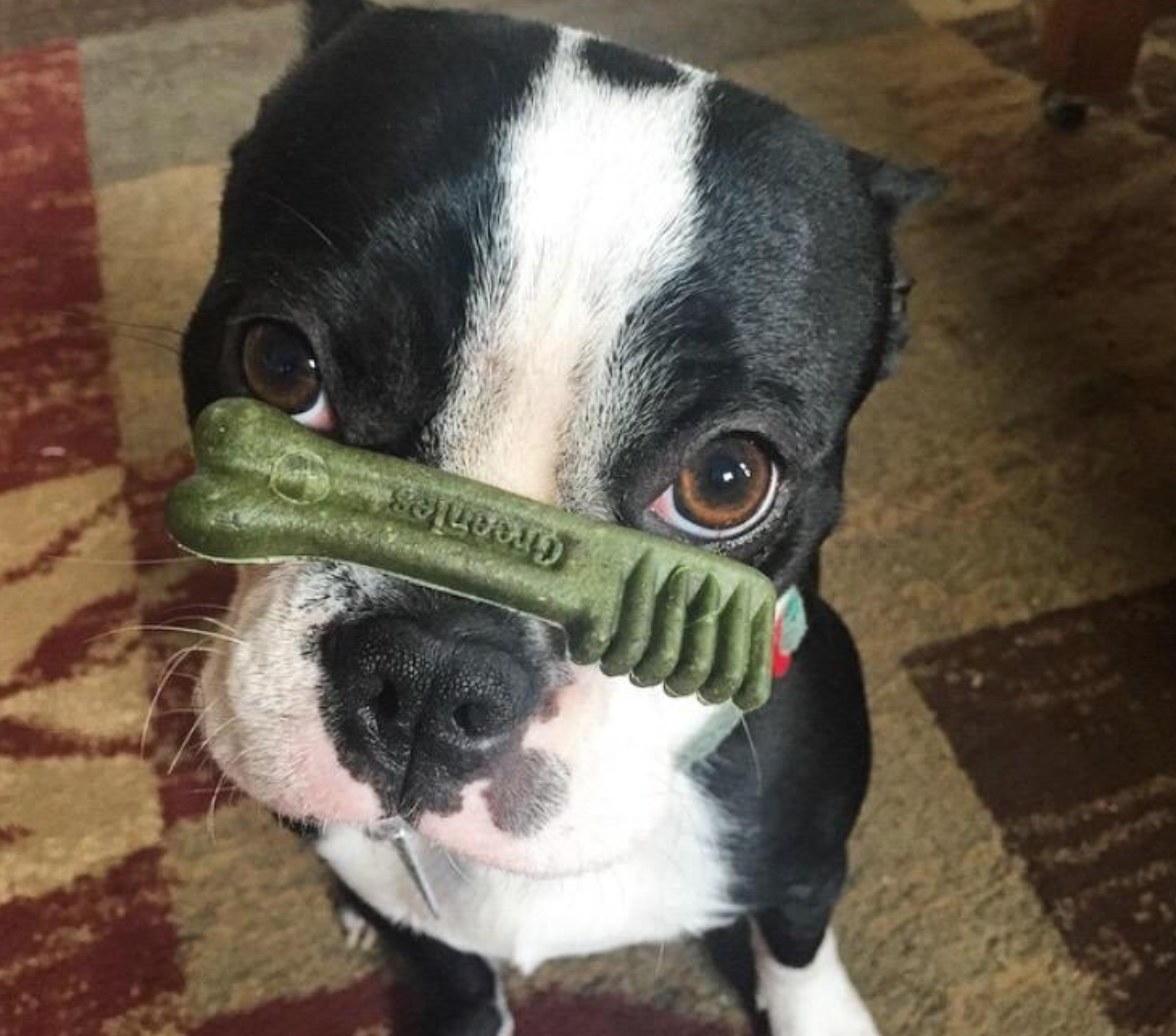 Reviewer Photo: Greenie on pup&#x27;s nose