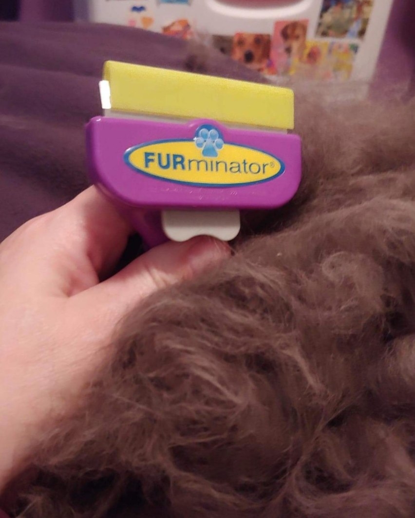 Reviewer Photo: Furminator and Cat Fur