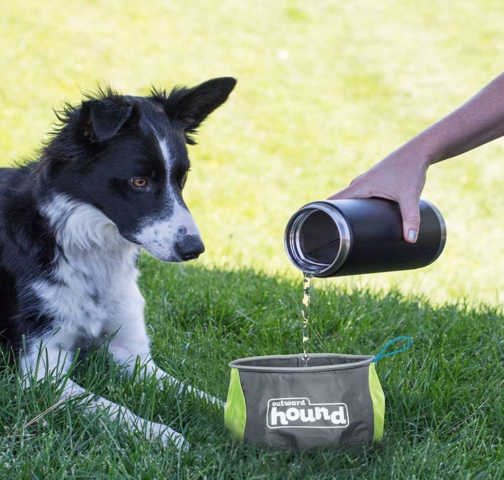 a dog sitting near the collapsible bowl