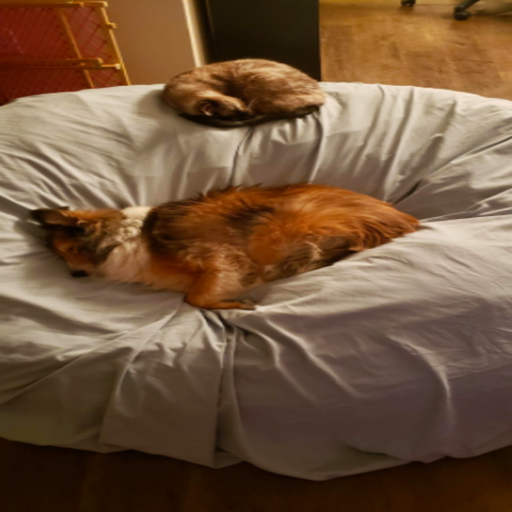 a reviewer's photo of a dog and a cat both sleeping on the bean bag
