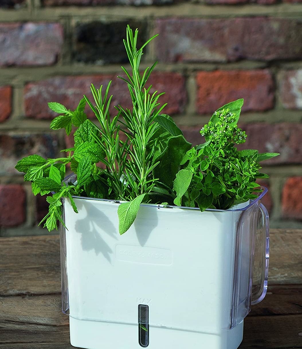 A container with fresh herbs inside