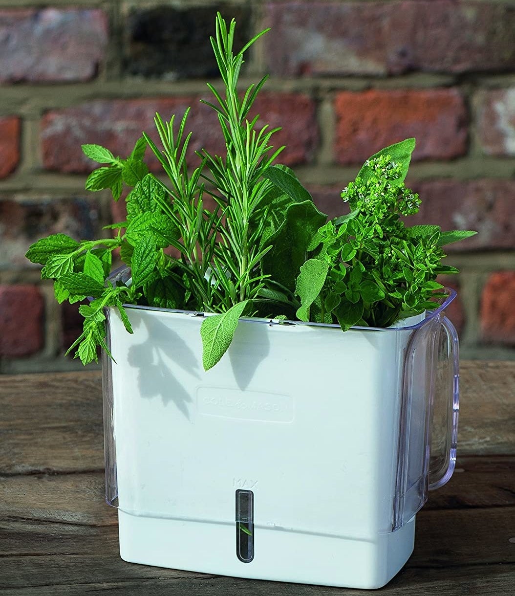 A container with fresh herbs inside