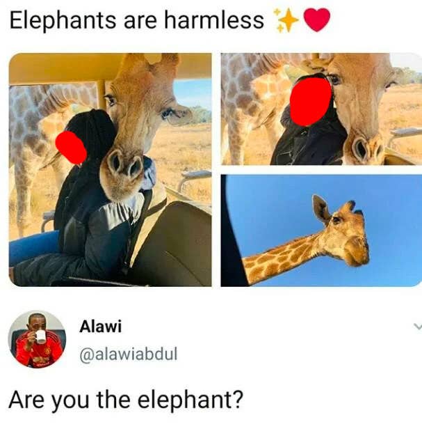 twitter post of someone confusing giraffes for elephants