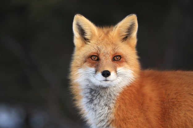 Everyone Has An Animal That Matches Their Soul Everyone Has An Animal That Matches Their Soul