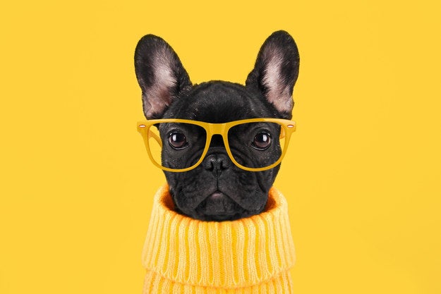 Everyone Has An Animal That Matches Their Soul Everyone Has An Animal That Matches Their Soul