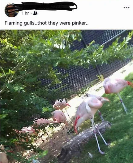 facebook post of someone calling flamingos flaming gulls